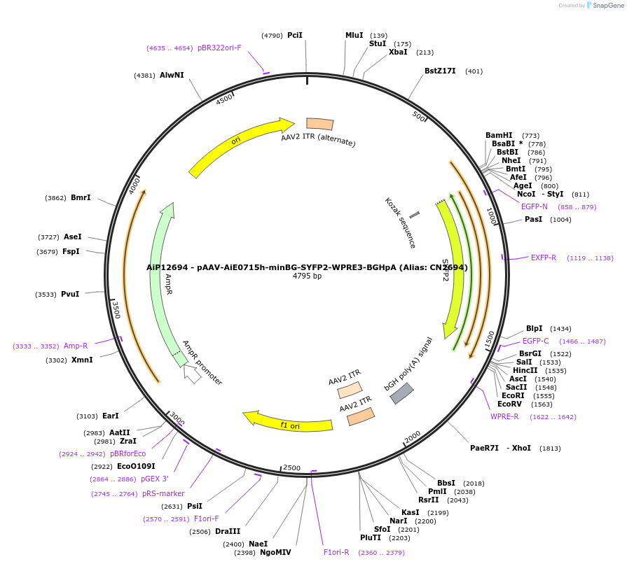 230128-plasmid-map-sequence-id-461856