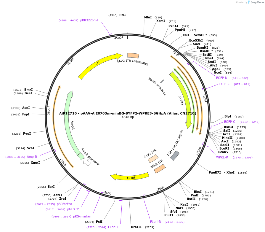 230129-plasmid-map-sequence-id-461857
