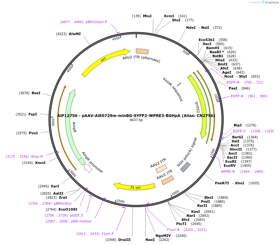 230131-plasmid-map-sequence-id-461859