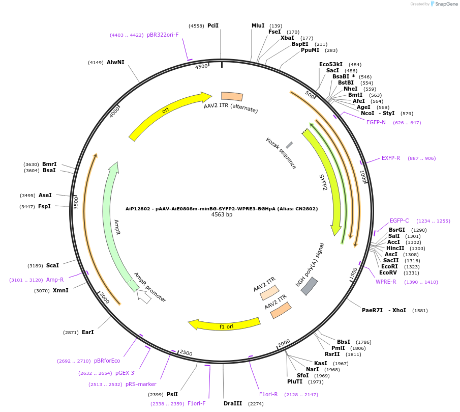 230133-plasmid-map-sequence-id-461860