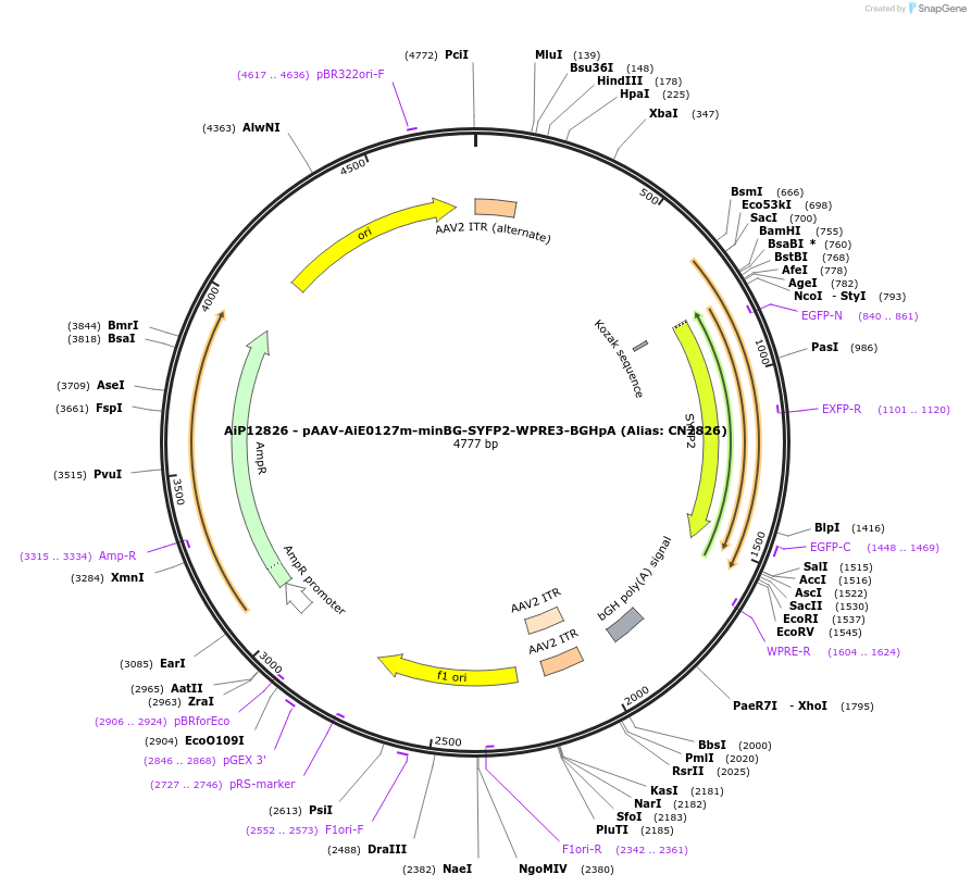 230134-plasmid-map-sequence-id-461861