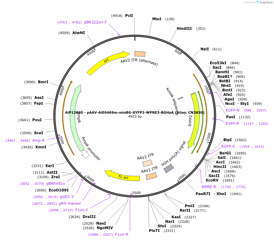 230135-plasmid-map-sequence-id-461862
