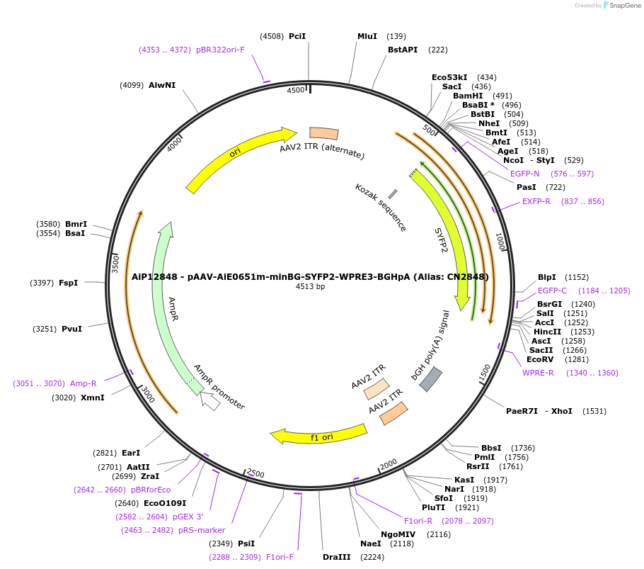 230138-plasmid-map-sequence-id-461865
