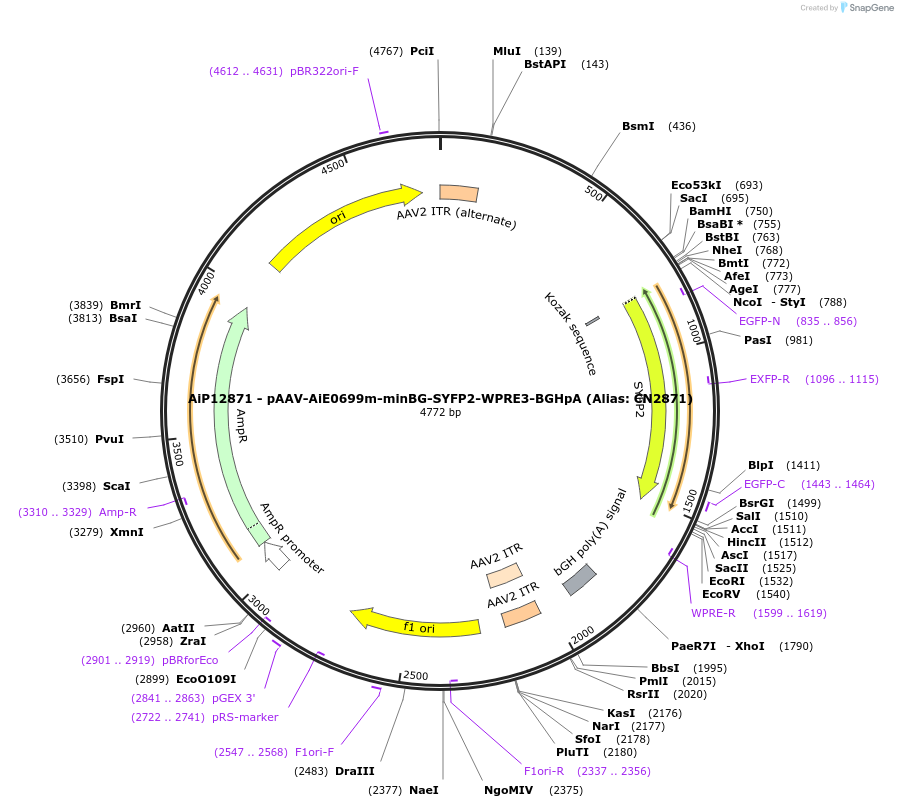 230140-plasmid-map-sequence-id-461867