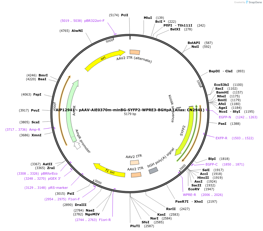 230142-plasmid-map-sequence-id-461869