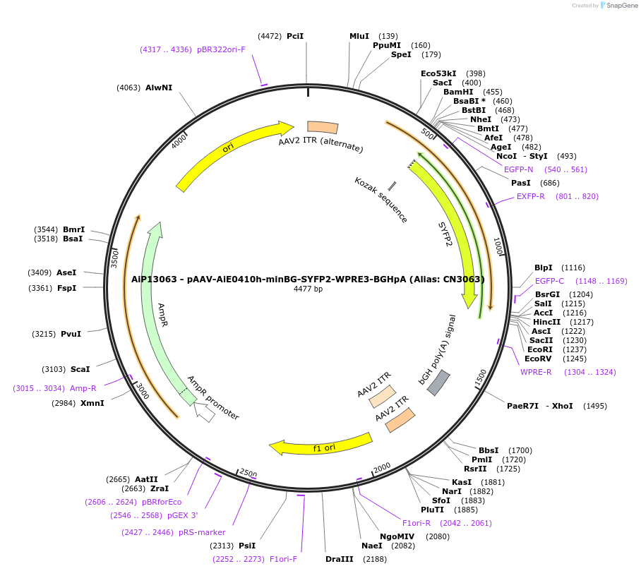 230143-plasmid-map-sequence-id-461870
