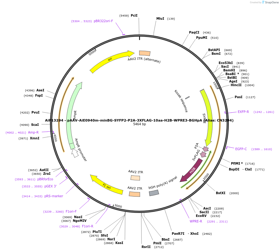 230144-plasmid-map-sequence-id-461871