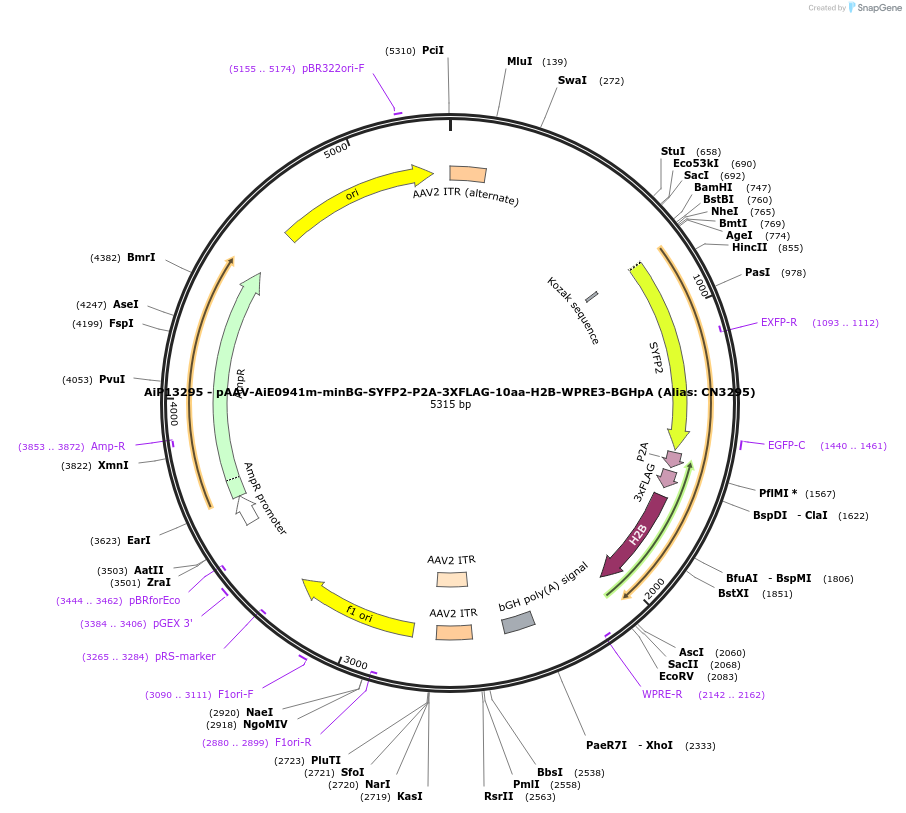 230145-plasmid-map-sequence-id-461872