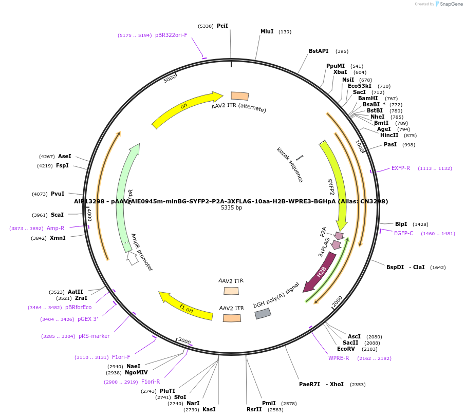230146-plasmid-map-sequence-id-461873