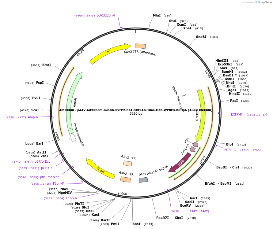 230147-plasmid-map-sequence-id-461874