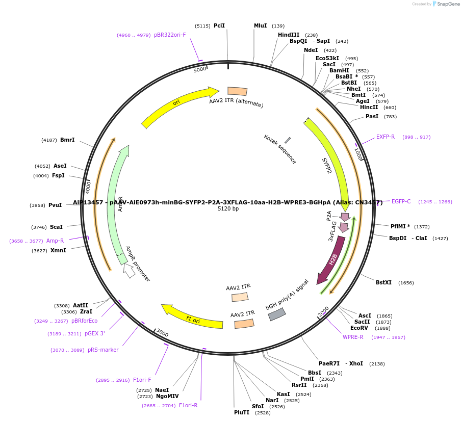 230150-plasmid-map-sequence-id-461876