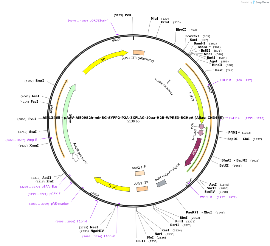 230151-plasmid-map-sequence-id-461877