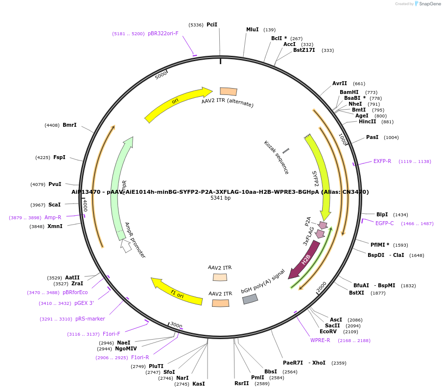 230152-plasmid-map-sequence-id-461878