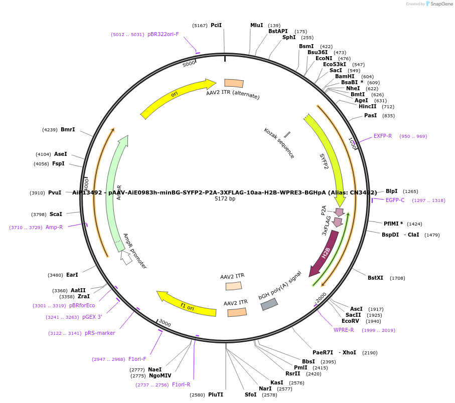 230156-plasmid-map-sequence-id-461881
