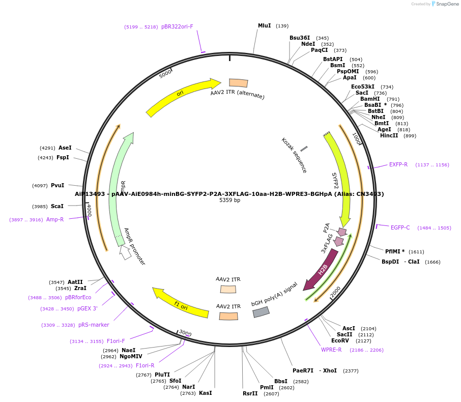 230157-plasmid-map-sequence-id-461882