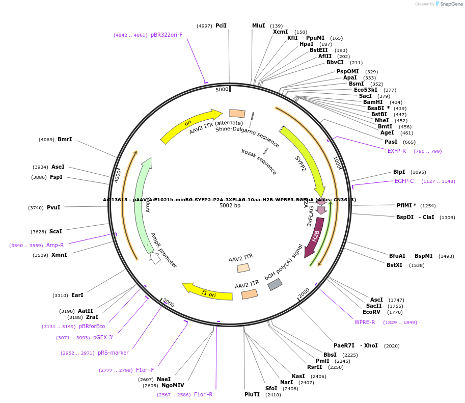 230158-plasmid-map-sequence-id-461883
