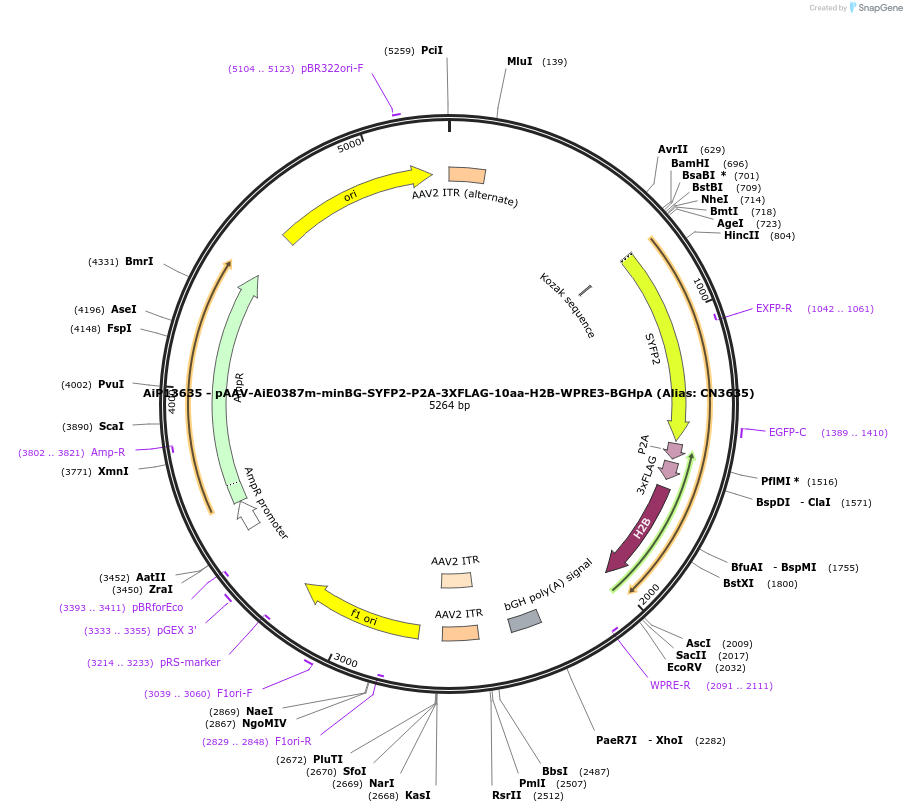 230159-plasmid-map-sequence-id-461884