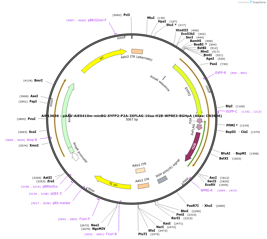 230160-plasmid-map-sequence-id-461885