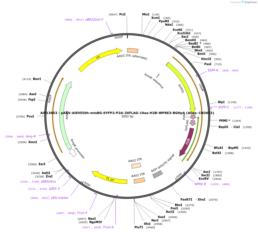 230162-plasmid-map-sequence-id-461887