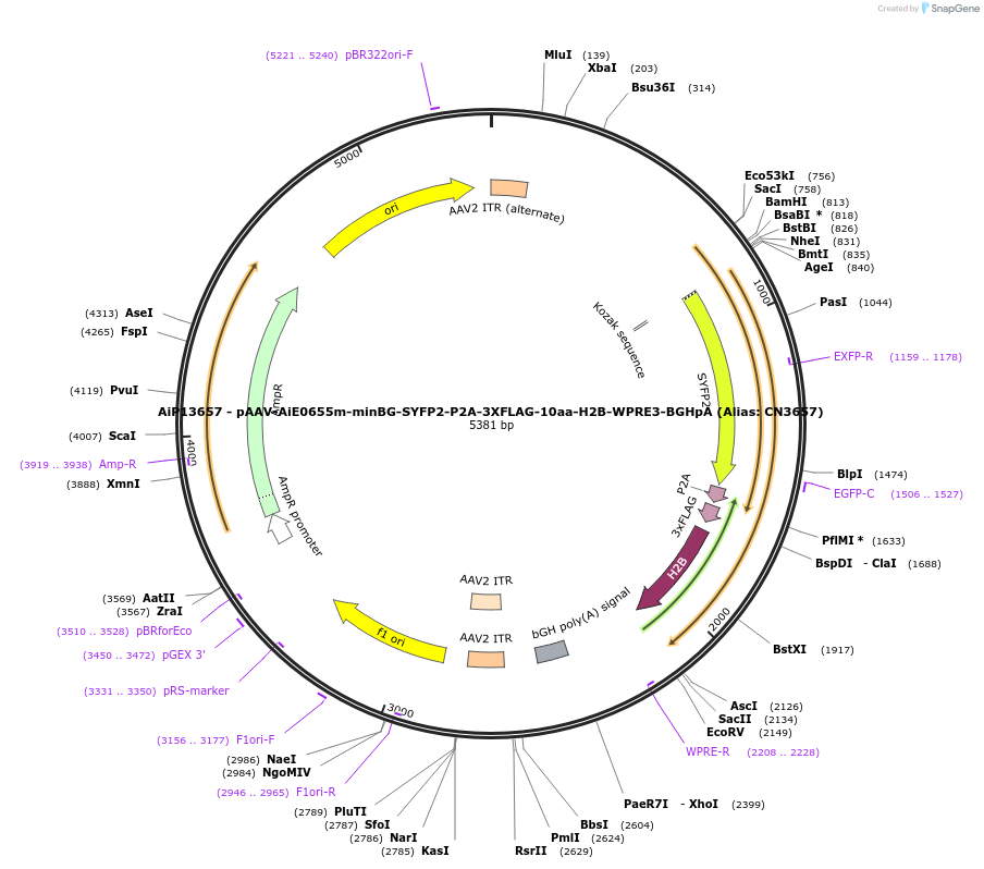 230163-plasmid-map-sequence-id-461888
