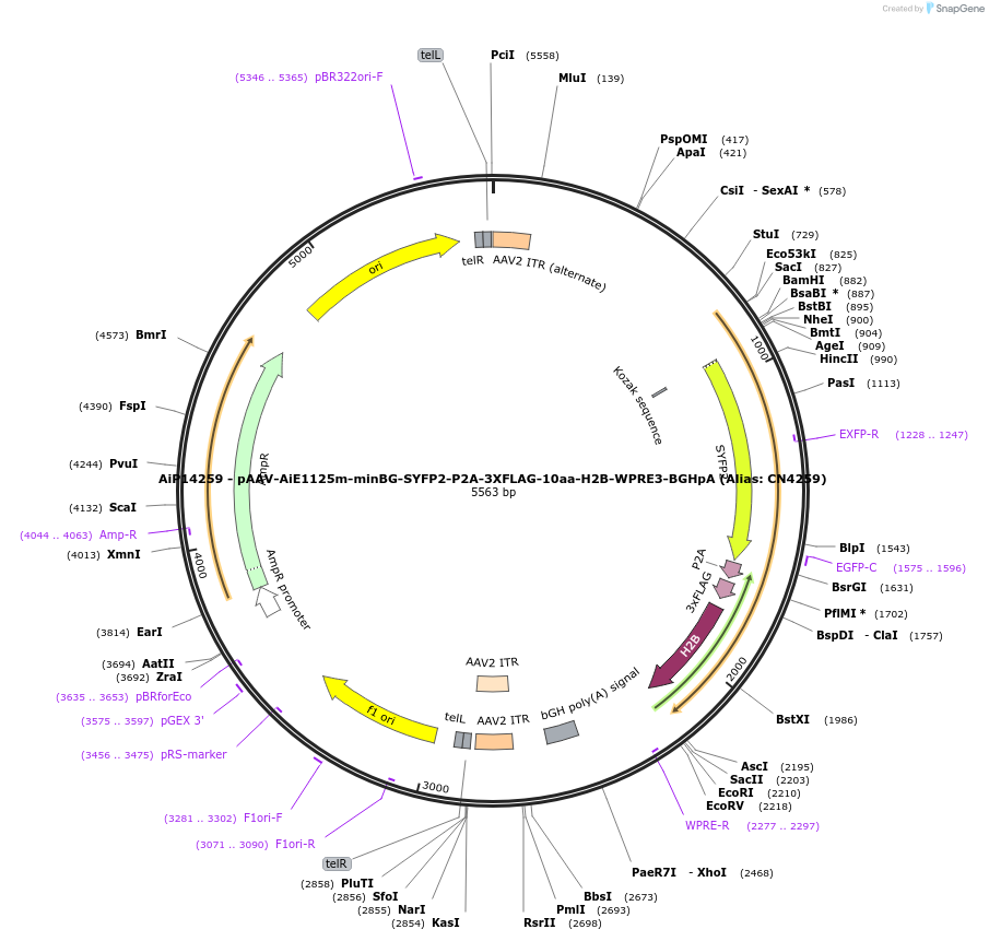 230164-plasmid-map-sequence-id-461889