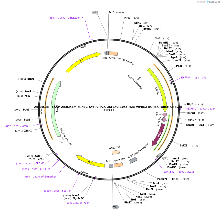 230165-plasmid-map-sequence-id-461890