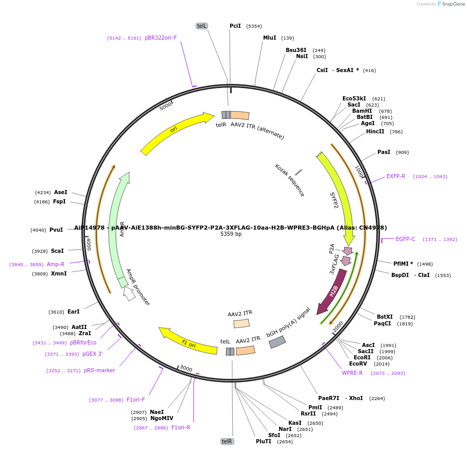 230166-plasmid-map-sequence-id-461891