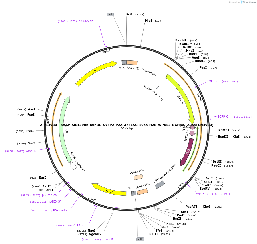 230167-plasmid-map-sequence-id-461892