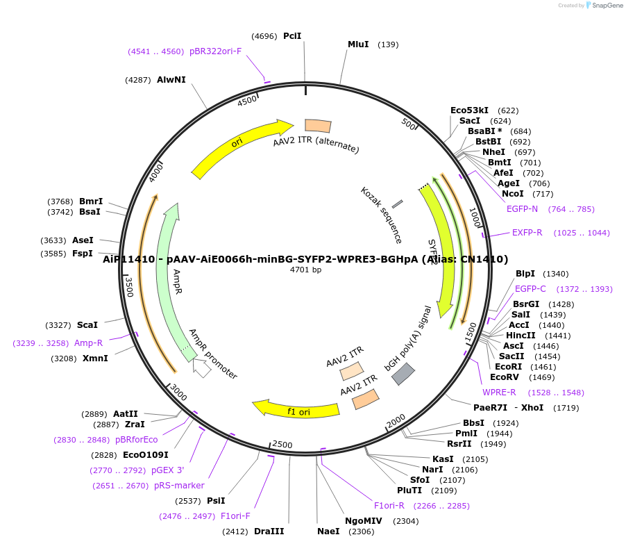 230347-plasmid-map-sequence-id-461893