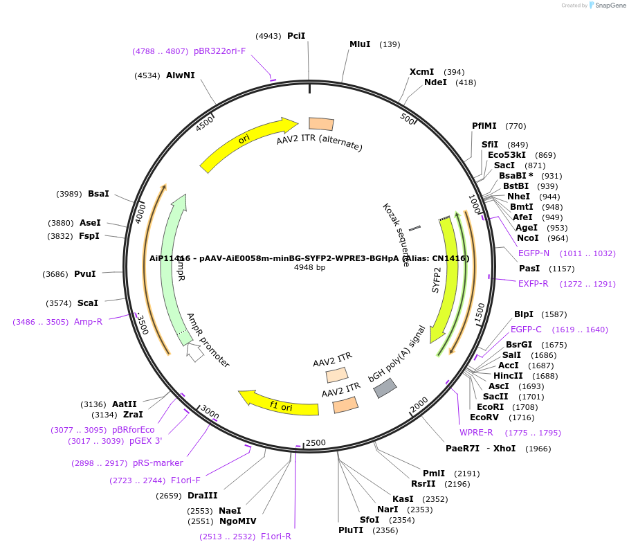 230348-plasmid-map-sequence-id-461894