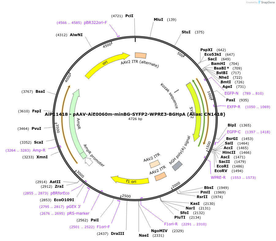 230349-plasmid-map-sequence-id-461895