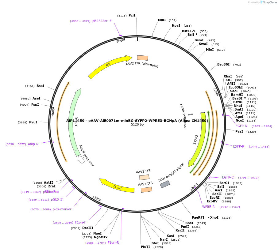230352-plasmid-map-sequence-id-461896