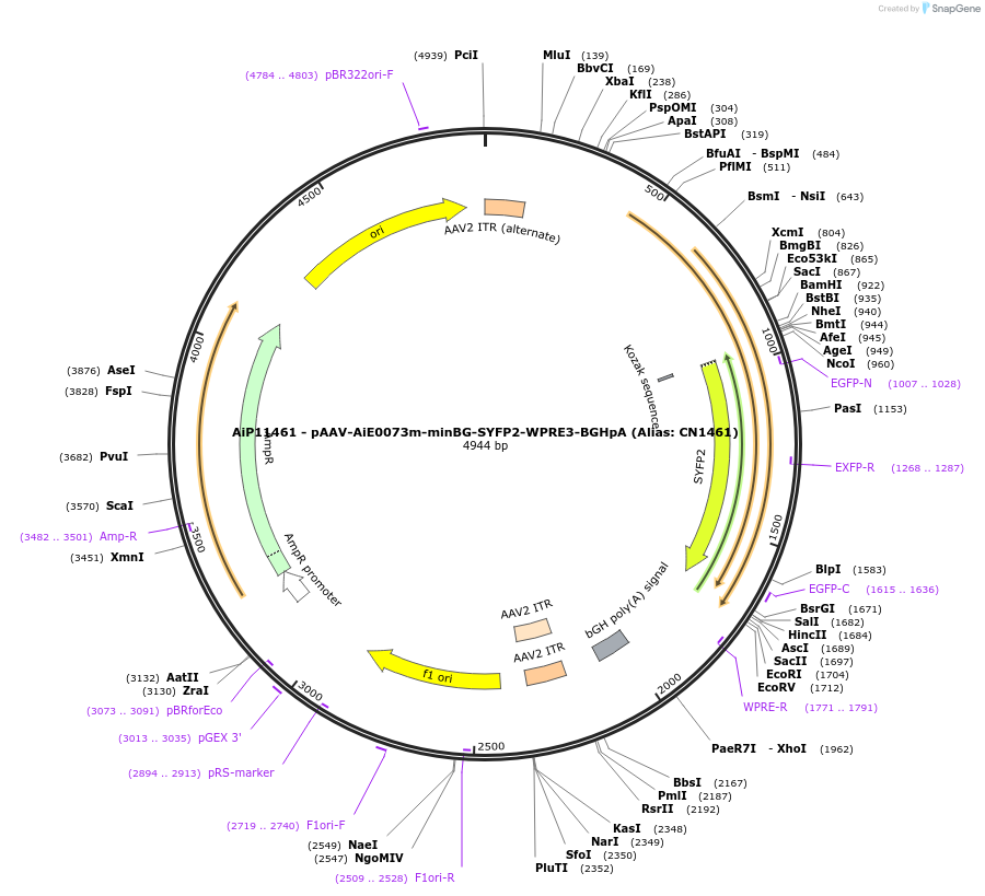 230353-plasmid-map-sequence-id-461897