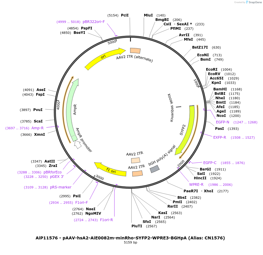 230354-plasmid-map-sequence-id-461898