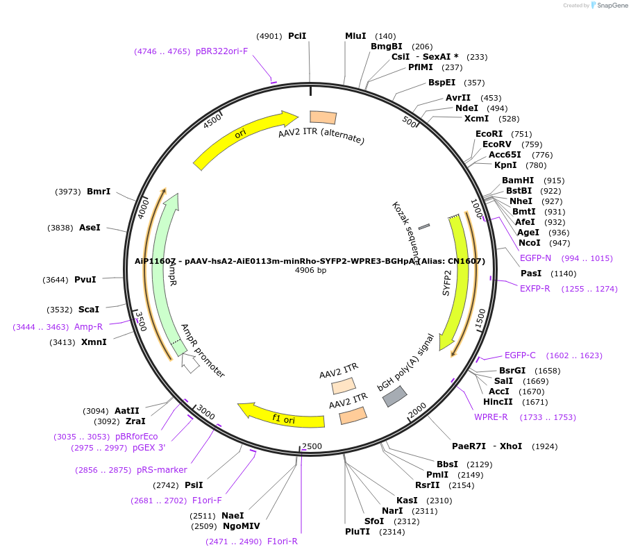 230355-plasmid-map-sequence-id-461899