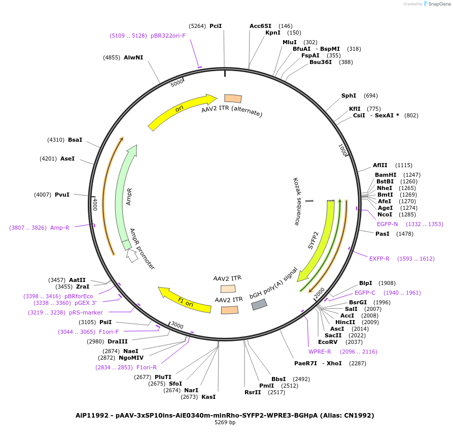 230357-plasmid-map-sequence-id-461900