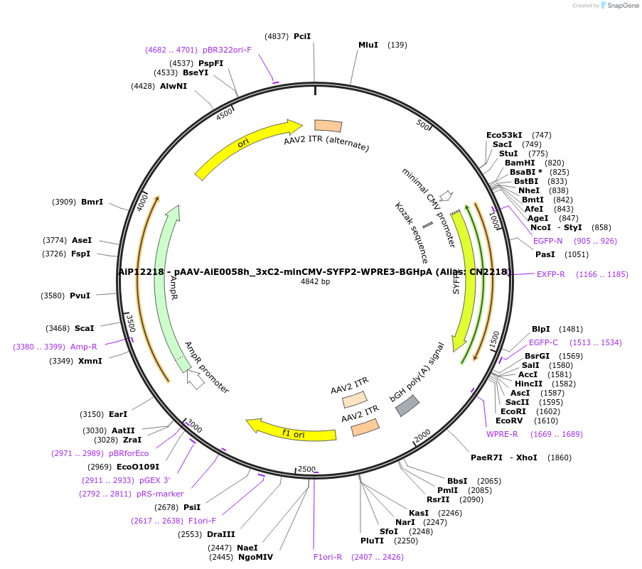 230358-plasmid-map-sequence-id-461901