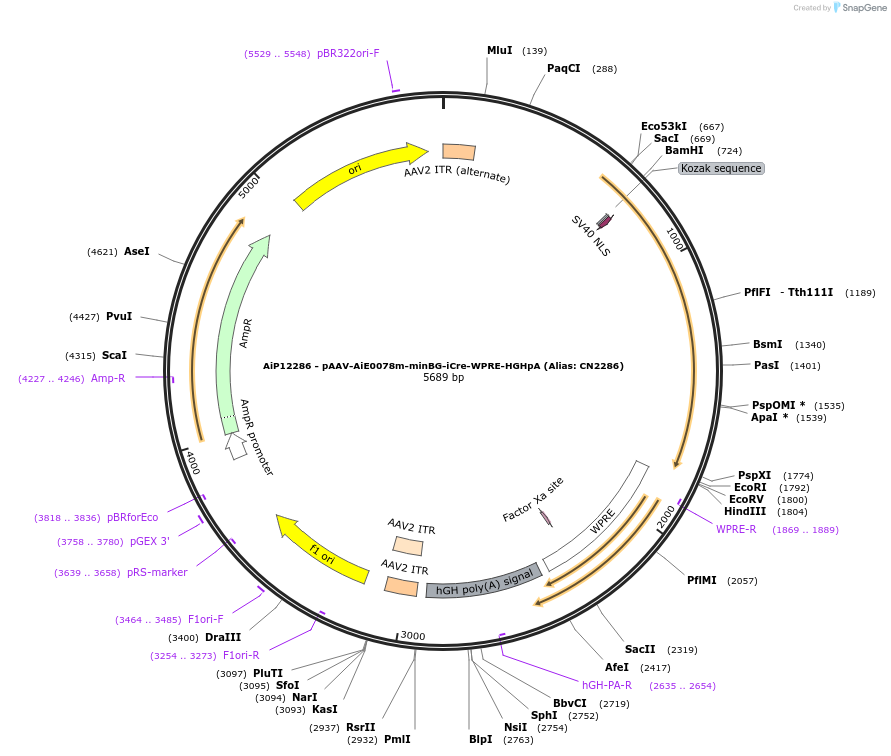 230360-plasmid-map-sequence-id-461903