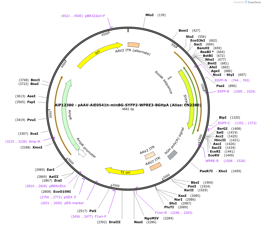 230362-plasmid-map-sequence-id-461905