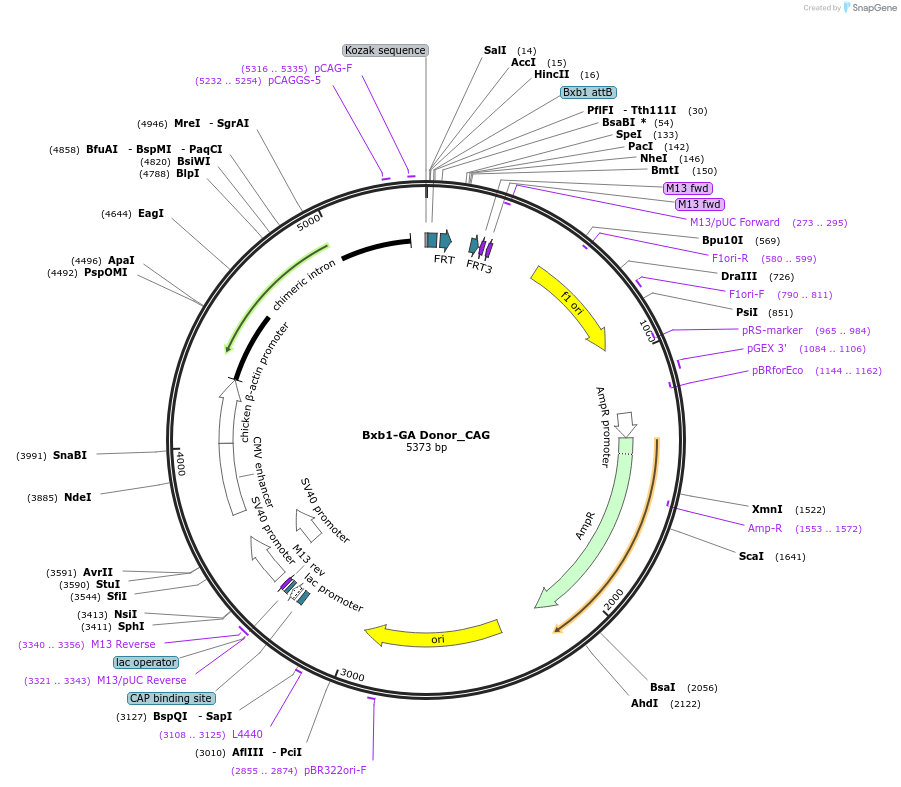 229780-plasmid-map-sequence-id-461911