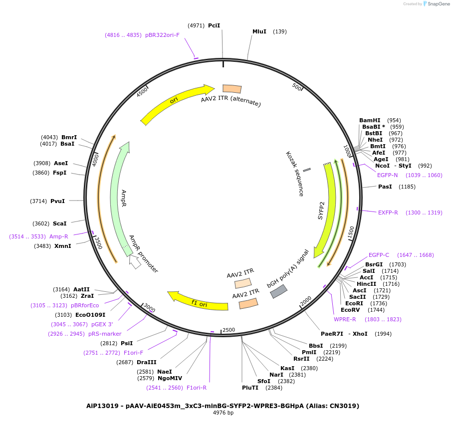 230369-plasmid-map-sequence-id-461913