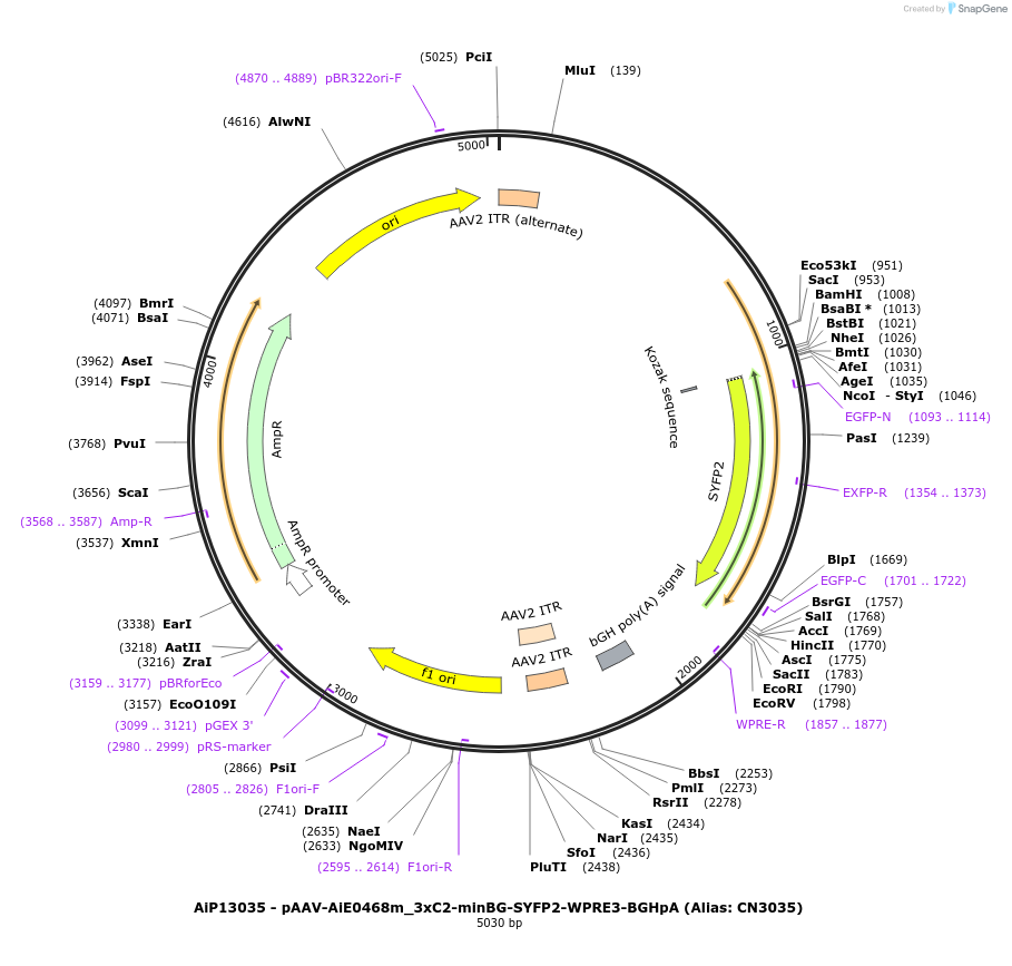 230370-plasmid-map-sequence-id-461914