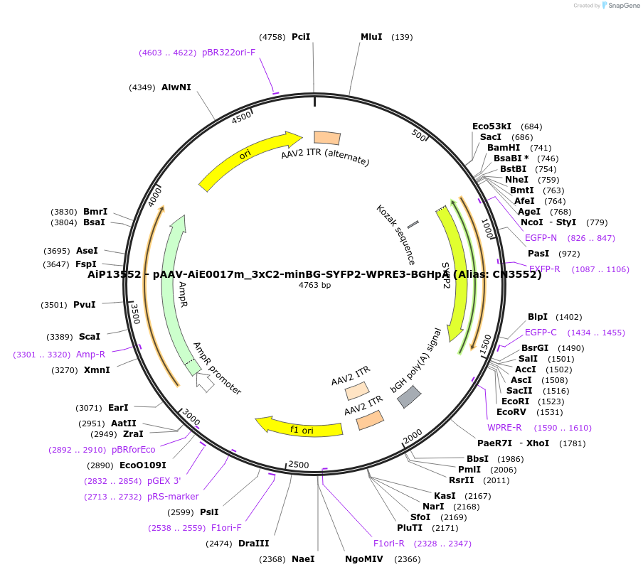 230371-plasmid-map-sequence-id-461915
