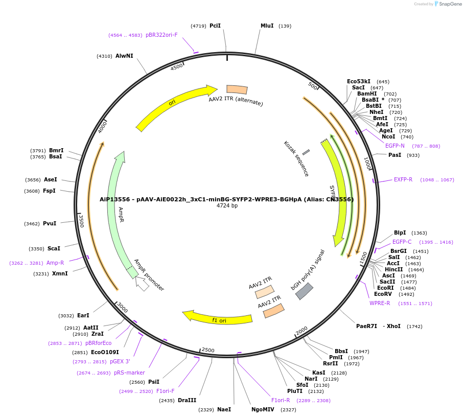 230372-plasmid-map-sequence-id-461916