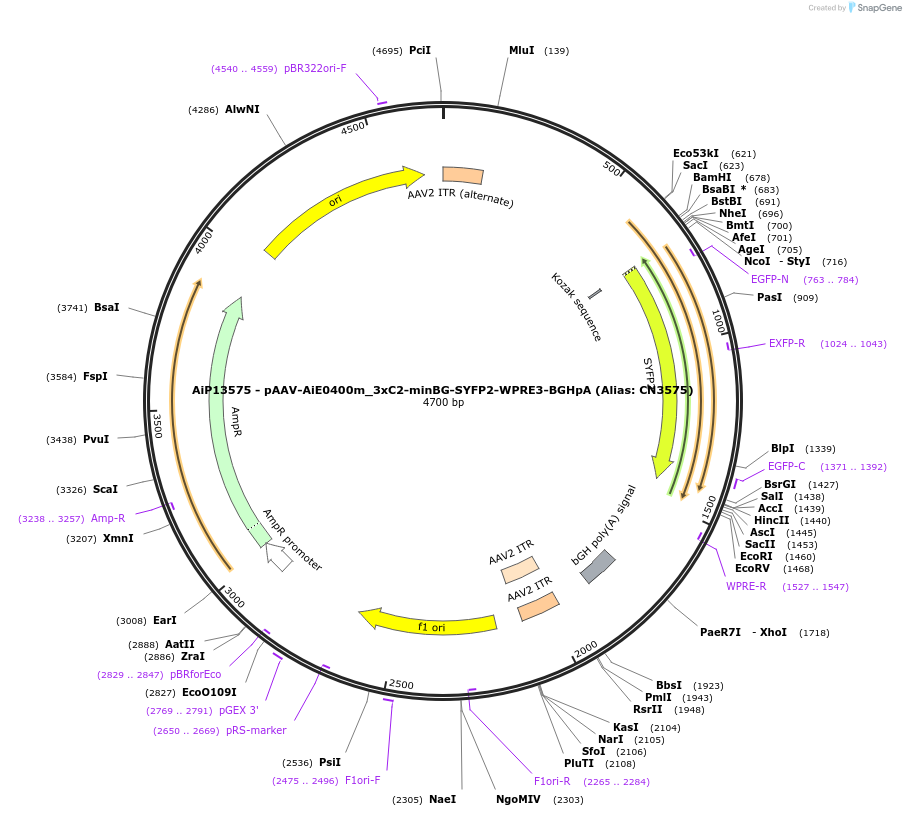230375-plasmid-map-sequence-id-461919