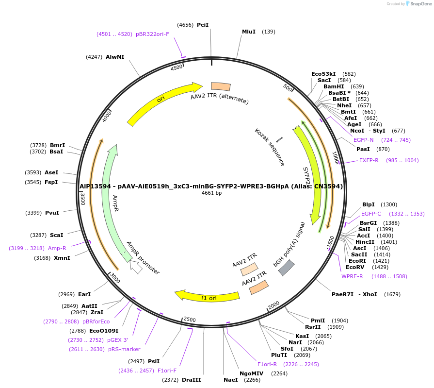 230377-plasmid-map-sequence-id-461921