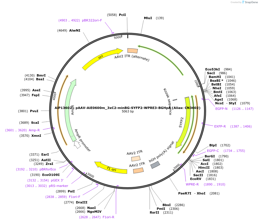 230378-plasmid-map-sequence-id-461922