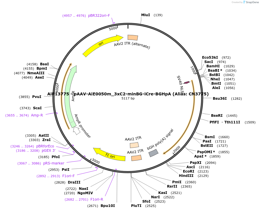 230379-plasmid-map-sequence-id-461923