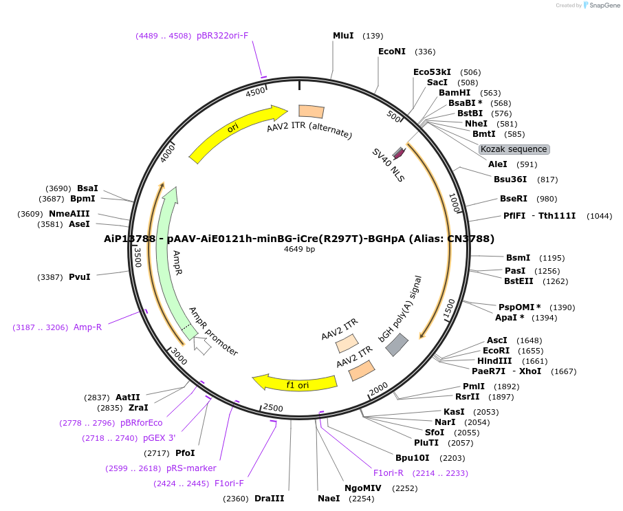 230383-plasmid-map-sequence-id-461924