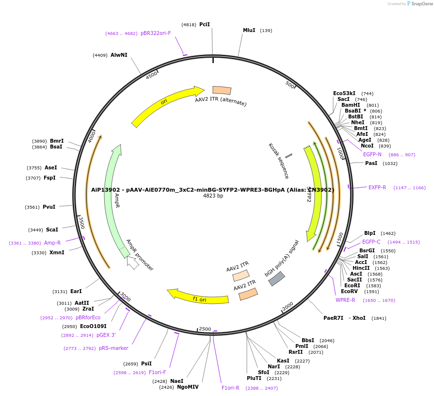 230387-plasmid-map-sequence-id-461926